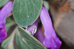 Corydalis benecincta