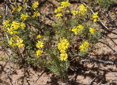 Senecio melanopotamicus