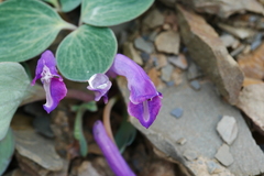 Corydalis benecincta
