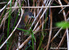 Laterallus melanophaius