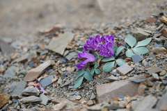 Corydalis benecincta