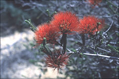 Melaleuca aestiva