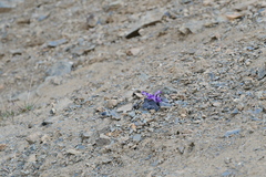 Corydalis benecincta