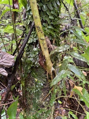 Ficus trigonata