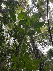 Ficus trigonata