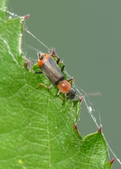 Cerapheles terminatus