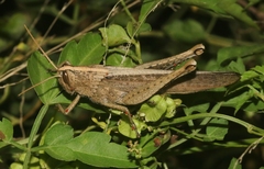 Schistocerca impleta