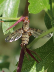Otites lamed