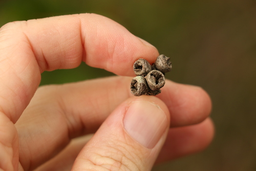 Image of Eucalyptus banksii by (c) Greg Tasney, some rights reserved (CC BY-SA)