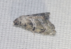 Abablemma bilineata