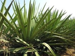 Agave rhodacantha