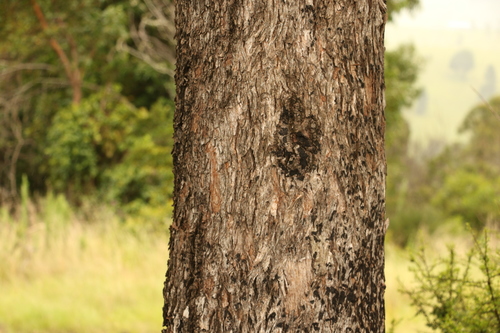 Image of Eucalyptus banksii by (c) Greg Tasney, some rights reserved (CC BY-SA)