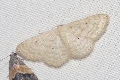 Scopula benitaria