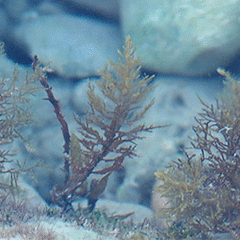 Cystoseira compressa