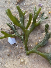 Codium isthmocladum