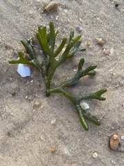 Codium isthmocladum