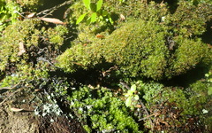 Syrrhopodon gaudichaudii