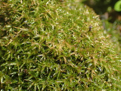 Syrrhopodon gaudichaudii