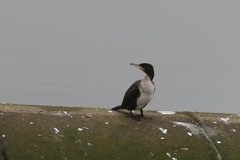 Phalacrocorax carbo