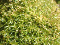 Syrrhopodon gaudichaudii