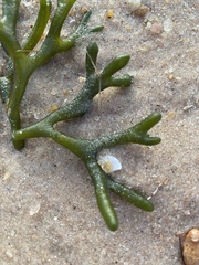 Codium isthmocladum