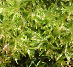 Syrrhopodon gaudichaudii