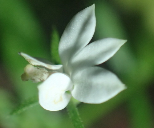 Image of Monopsis alba by (c) Nicola van Berkel, some rights reserved (CC BY-SA)