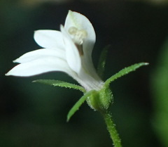 Monopsis alba