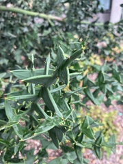 Colletia