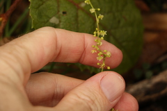 Muehlenbeckia gracillima