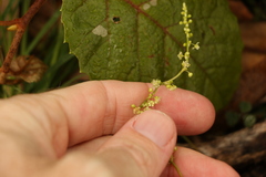 Muehlenbeckia gracillima