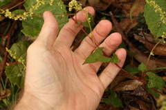 Muehlenbeckia gracillima