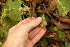 Muehlenbeckia gracillima