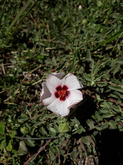 Pavonia cymbalaria