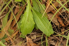 Plantago debilis