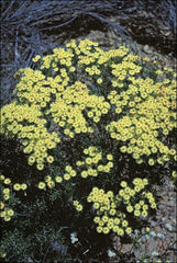 Verticordia chrysantha
