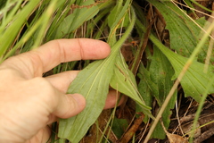 Plantago debilis