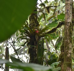 Guzmania conglomerata