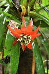Guzmania conglomerata