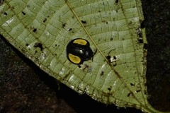 Omaspides specularis