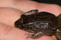 Leptodactylus wagneri