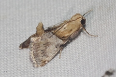 Cacozelia elegans