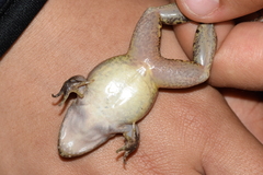 Leptodactylus wagneri