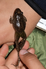 Leptodactylus wagneri
