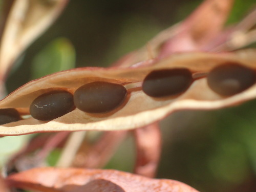 Image of Hypocalyptus sophoroides by (c) Nicola van Berkel, some rights reserved (CC BY-SA)