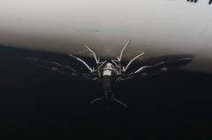 Desmia subdivisalis