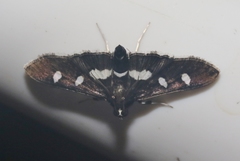 Desmia subdivisalis