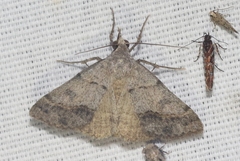 Hemeroplanis rectalis