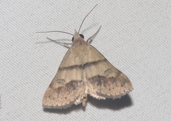 Hemeroplanis parallela