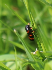 Cercopis intermedia